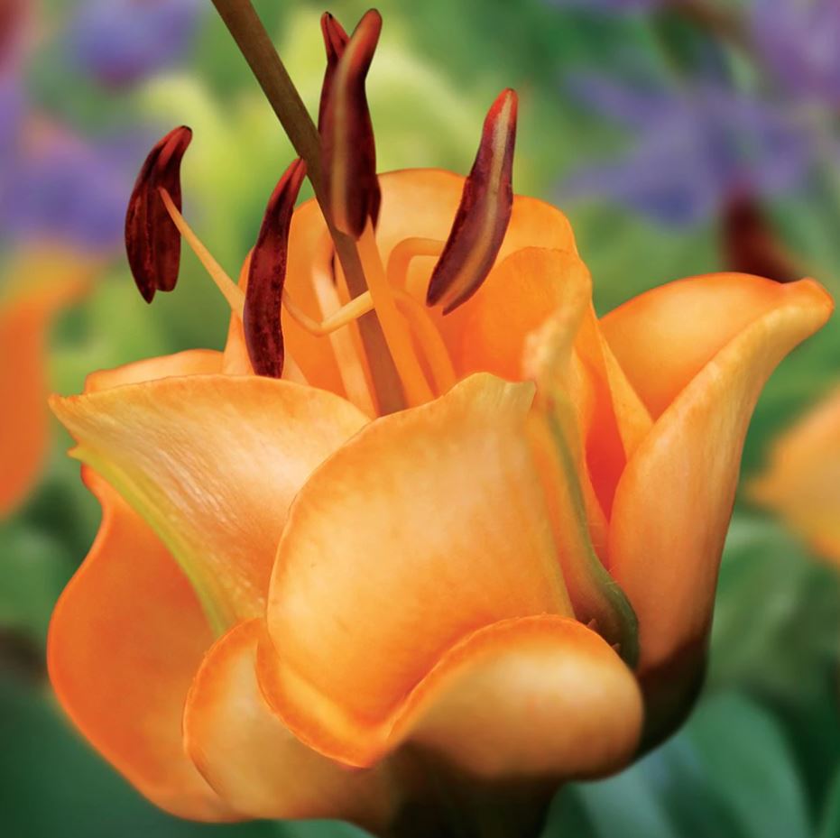 Lilium L.A. 'Apricot Fudge'